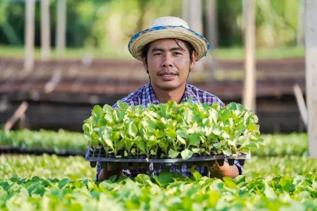 A man holding a tray of vegetable seedlings